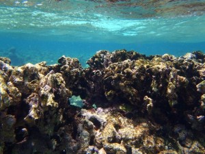 coral reef snorkeling aruba strea charters private tours